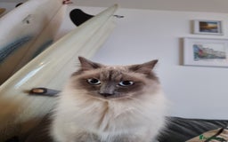Ragdoll cats for sale: Ragdoll Kittens  - Image 11