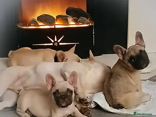 French Bulldog dogs Gorgeous frenchie pups - Advert 2