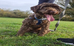 Cockapoo dogs for sale: Cockapoo for Sale - Image 3