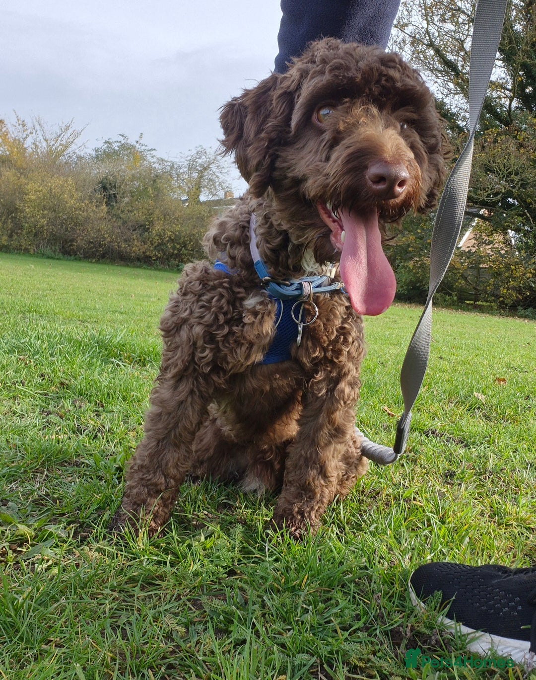 Cockapoo dogs for sale: Cockapoo for Sale - Image 3