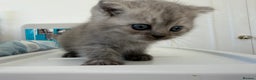 Scottish Fold cats for sale: Scottish fold/straight boy kitten - Advert 2