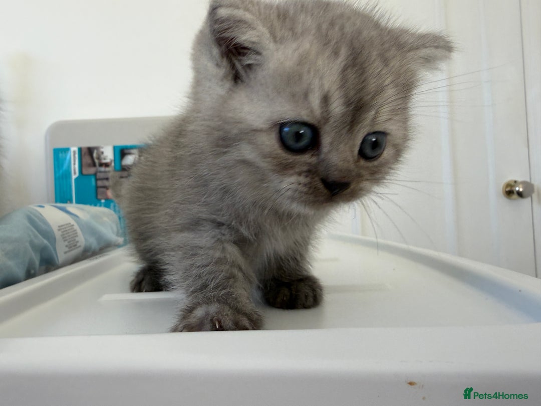 Scottish Fold cats for sale: Scottish fold/straight boy kitten - Advert 2