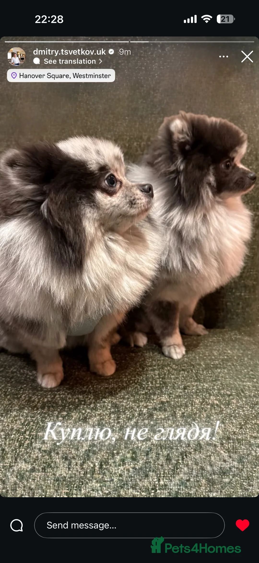 Pomeranian dogs for stud: 🌟 Stud Available – Rare Blue Merle Pomeranian 🌟 - Advert 2