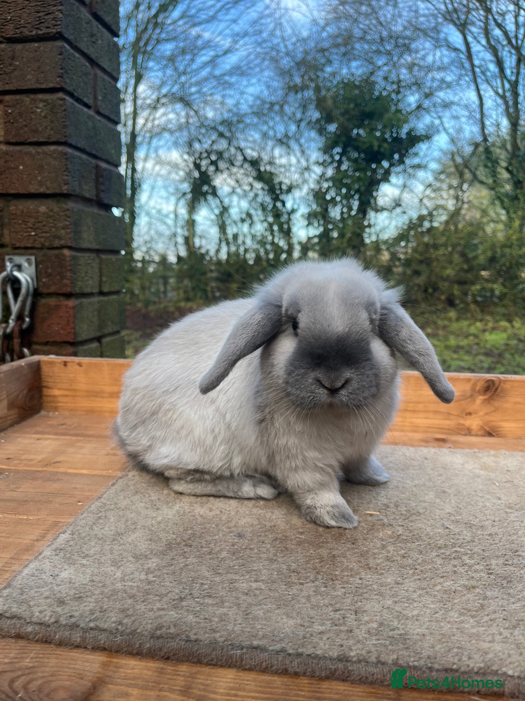 Mini Lop rabbits for sale: Mini lop bucks  - Advert 2