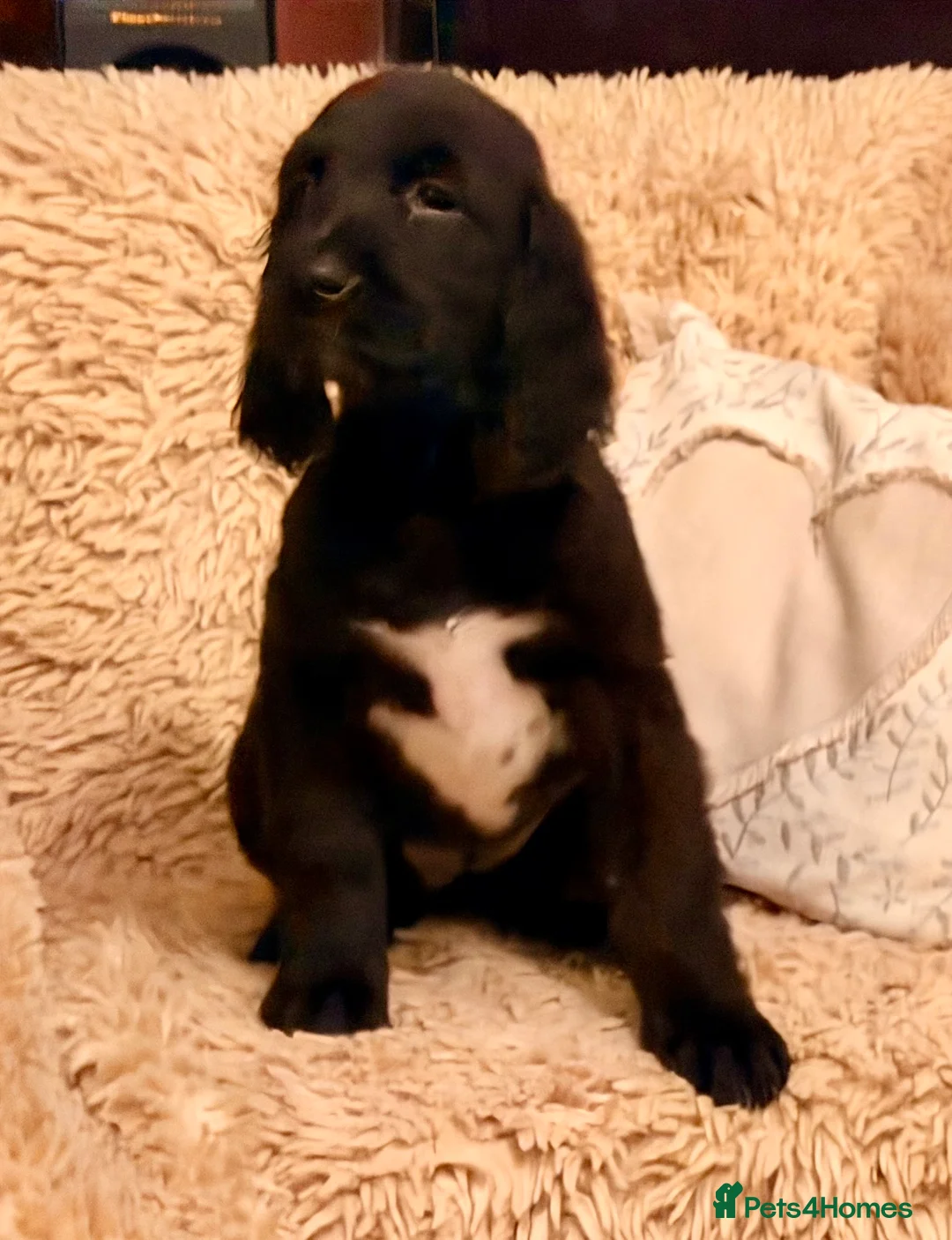 Mixed Breed dogs for sale: Brafghano pups  - Advert 7