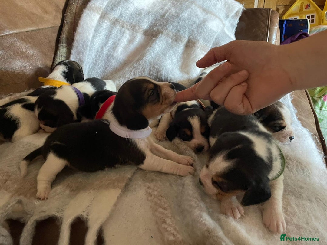 Beagle dogs for sale: Chunky type beagles  - Image 5