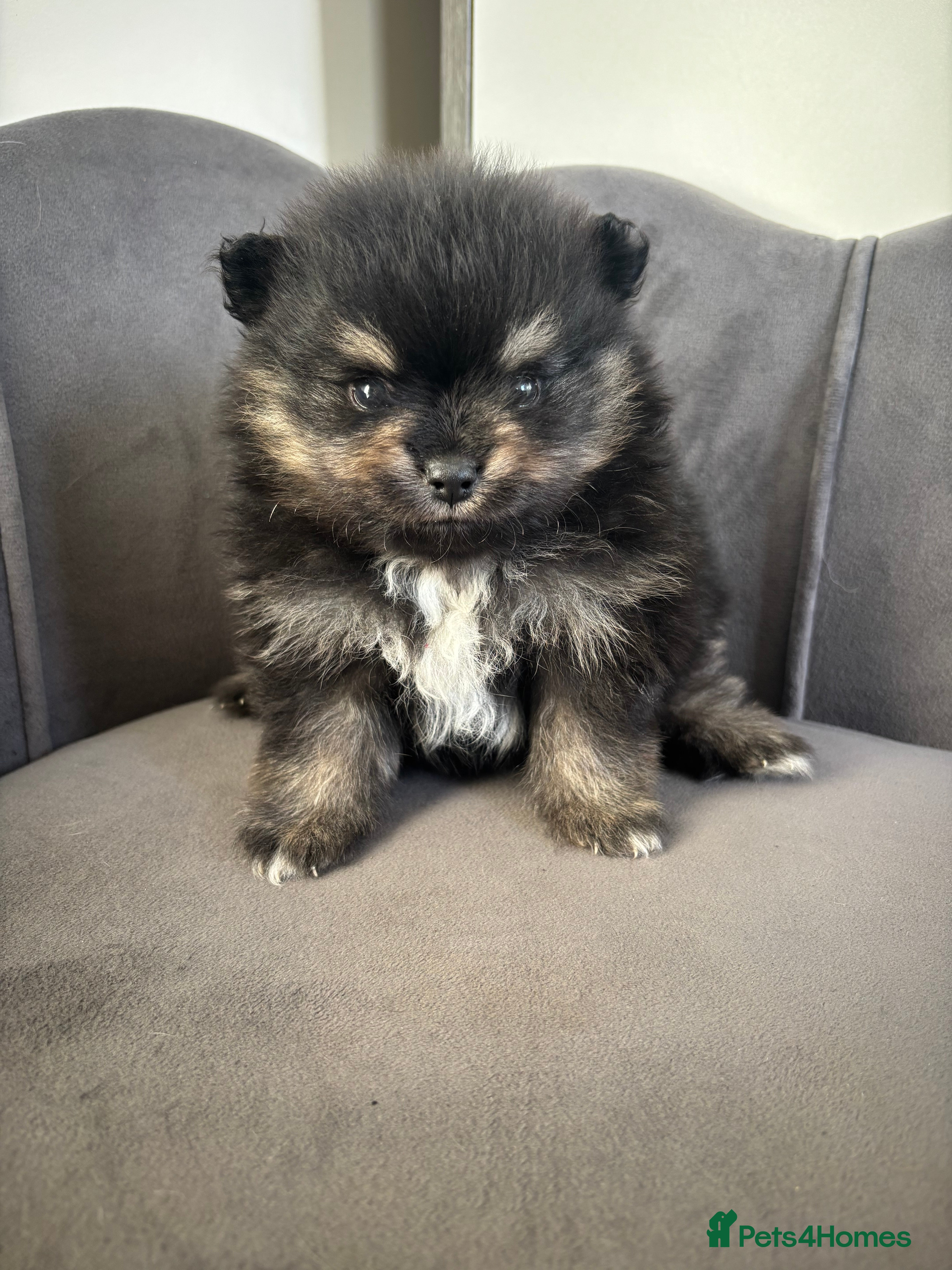 Pomeranian dogs KC Reg Teddy bear Pomeranian Tiny - Advert 2