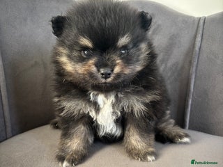 Pomeranian dogs KC Reg Teddy bear Pomeranian Tiny - Advert 3