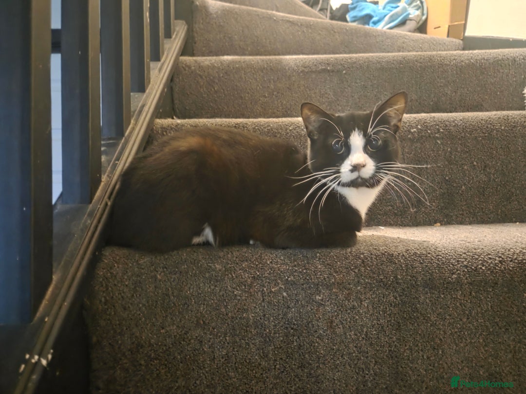 Mixed Breed cats for sale: Short haired cat - Advert 1