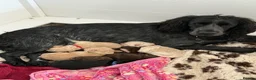 Cocker Spaniel dogs for sale: Stunning litter of home bred working cockers in Accrington - Advert 3