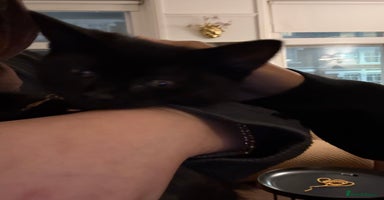 British Shorthair cats British Shorthair x Male  - Advert 5