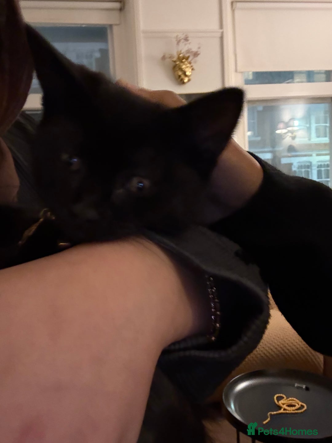 British Shorthair cats for sale: British Shorthair x Male  - Advert 3