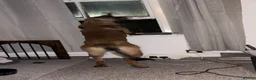 Belgian Shepherd Dog dogs for sale: 15 month old Belgian malinois - Advert 2