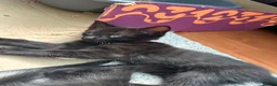 Mixed Breed cats for sale: Bengal Cross Kittens – Ready to Leave - Advert 18