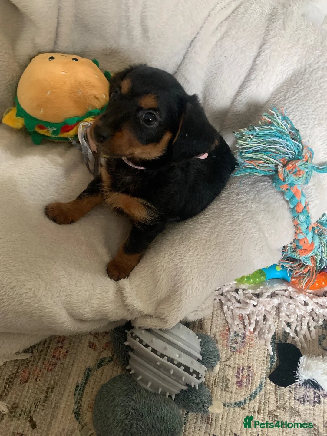 Mixed Breed dogs for sale: Yorkshire terrier x puppies  - Advert 2