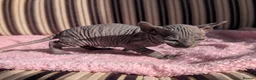 Sphynx cats for sale: Ready for reservation  - Advert 27