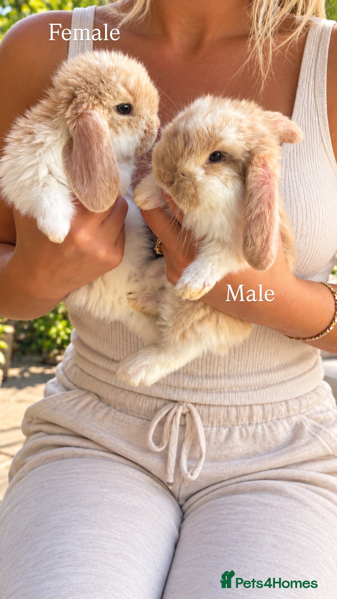 French Lop rabbits Beautiful French lop rabbits  - Advert 1