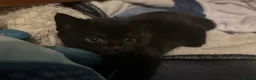 Mixed Breed cats for sale: two full black beautiful babies for sale  - Advert 12