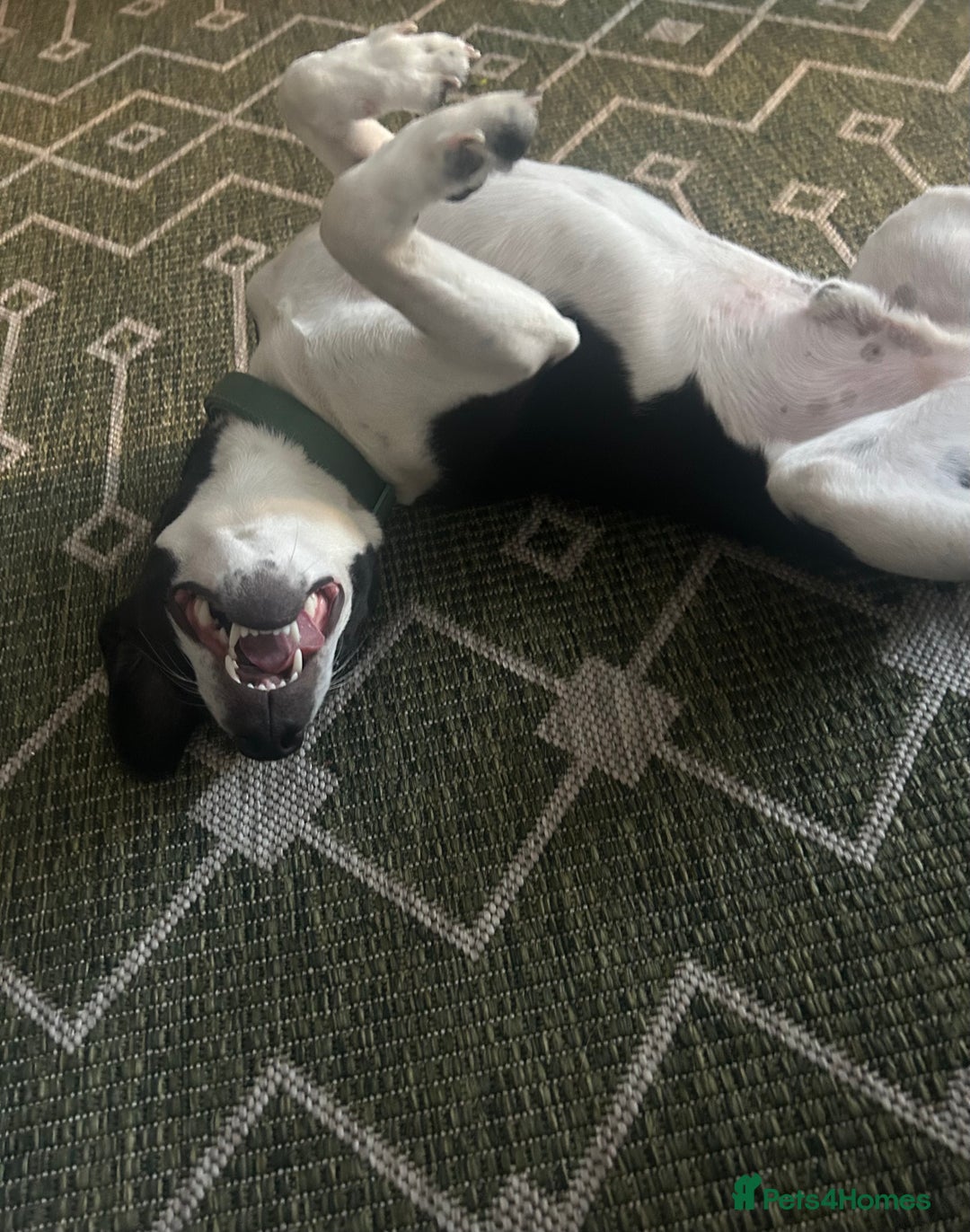 Mixed Breed dogs for sale: 2 year old Male - Jack Russel cross Beagle - Advert 5