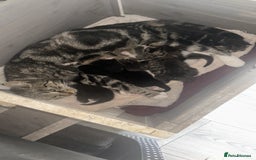 Mixed Breed cats for sale: Mixed breed 1 tabby 2 black white  - Image 4