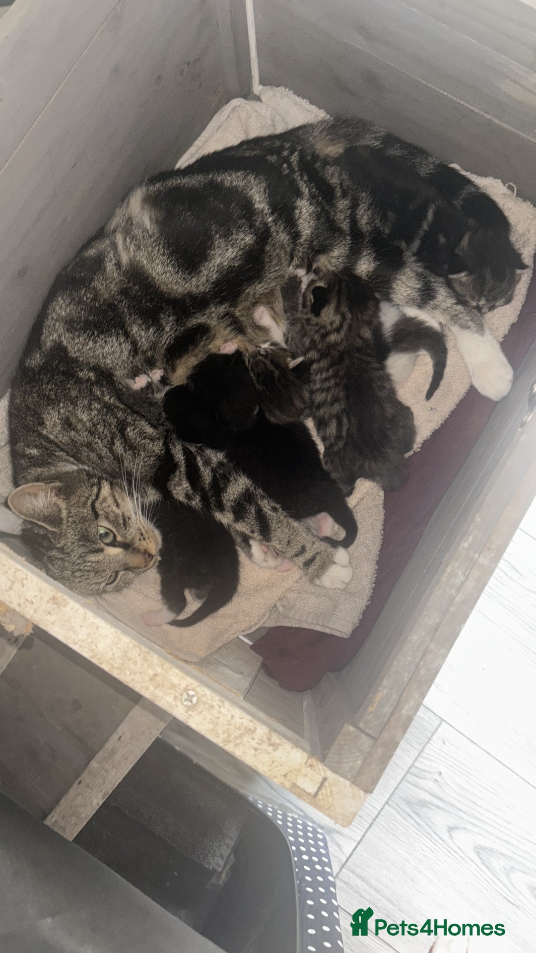 Mixed Breed cats for sale: Mixed breed 1 tabby 2 black white  - Image 4