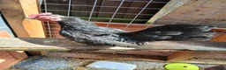 Chickens poultry for sale: 2 Serama hens  - Advert 5