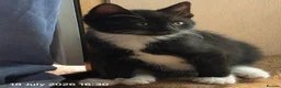 Mixed Breed cats for sale: Last two kitten ready to leave nest  in London - Advert 10