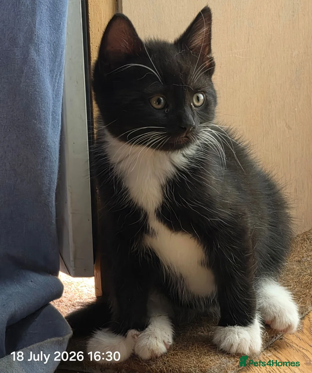 Mixed Breed cats for sale: Last two kitten ready to leave nest  in London - Advert 10