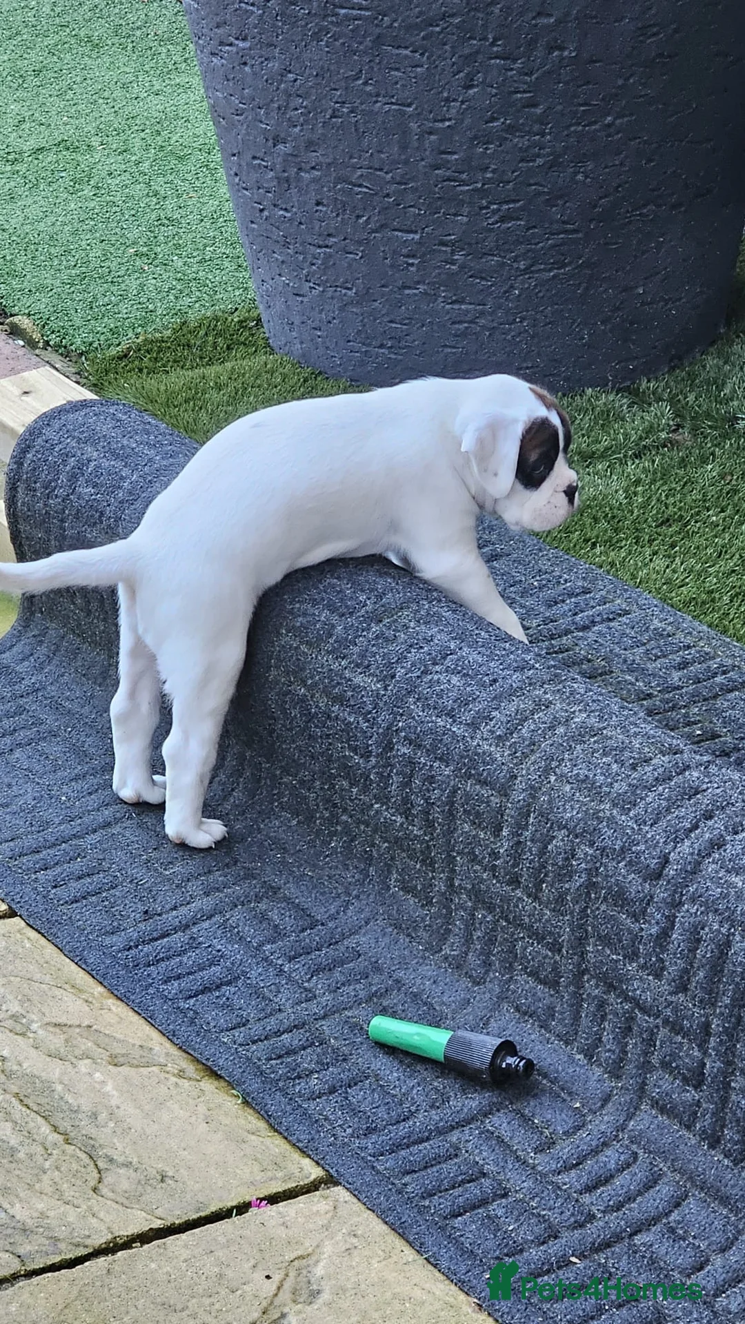 Boxer dogs for sale: Stunning White boy. - Advert 7