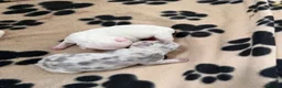 French Bulldog dogs for sale: French bulldog carrying fluffy - Advert 8