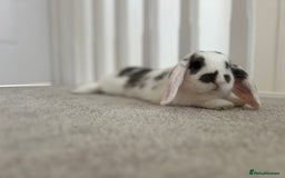 Mini Lop rabbits for sale: Rehoming Two Mini Lops - Image 4