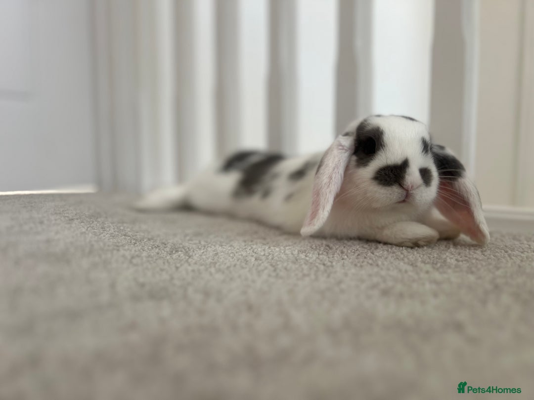 Mini Lop rabbits for sale: Rehoming Two Mini Lops - Image 4