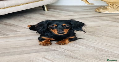 Miniature Dachshund dogs - Advert 2