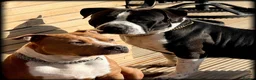 Staffordshire Bull Terrier dogs for sale: Staffordshire Bull Terrier Puppies🎀 🐶 - Advert 3