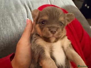 Pomchi dogs Beautiful litter of Pomchi - Advert 1