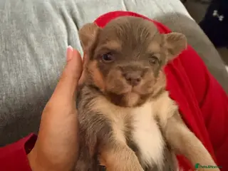 Pomchi dogs Beautiful litter of Pomchi babies - Advert 2