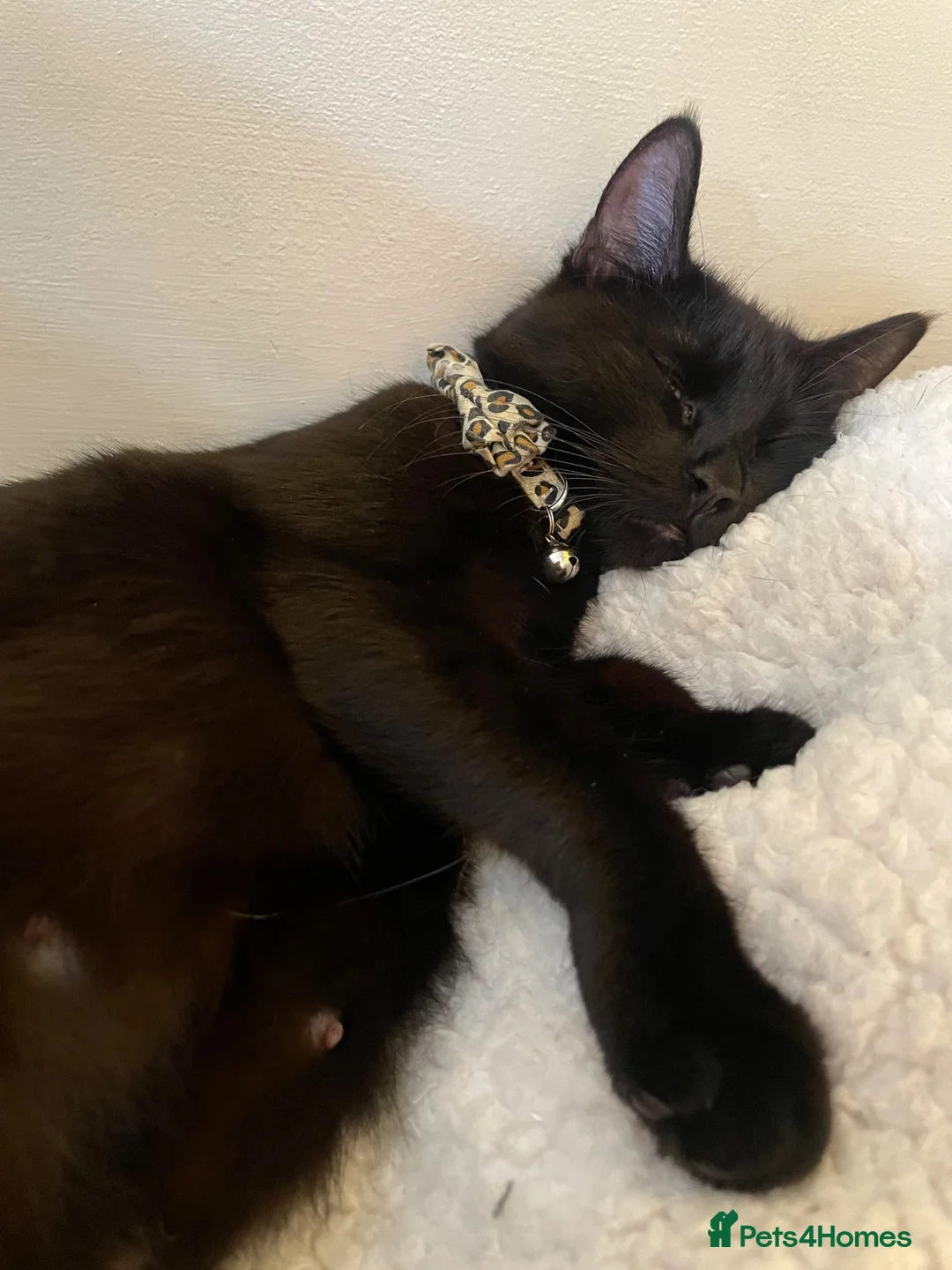 Russian Blue cats for sale: Stunning litter of Russian Blue cross kittens - Advert 1