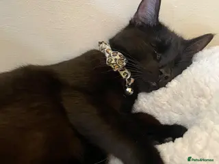 Russian Blue cats Stunning litter of Russian Blue cross kittens - Advert 5