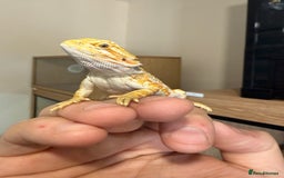 Bearded Dragon reptiles for sale: Last 3 baby dragons AVAILABLE NOW  - Image 6