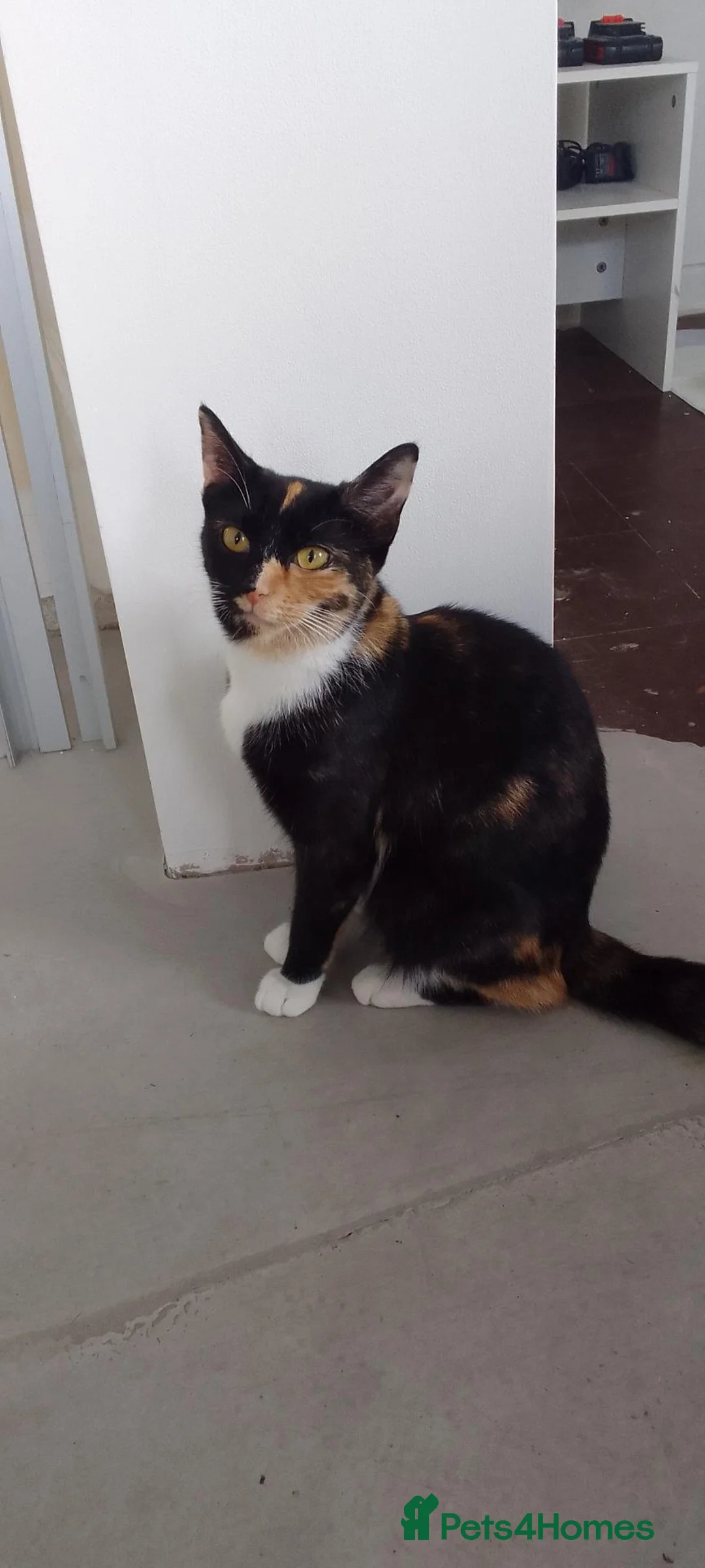 Mixed Breed cats for sale: 8 weks old kittens  . 3 girls and 1 boy in Dover - Advert 10