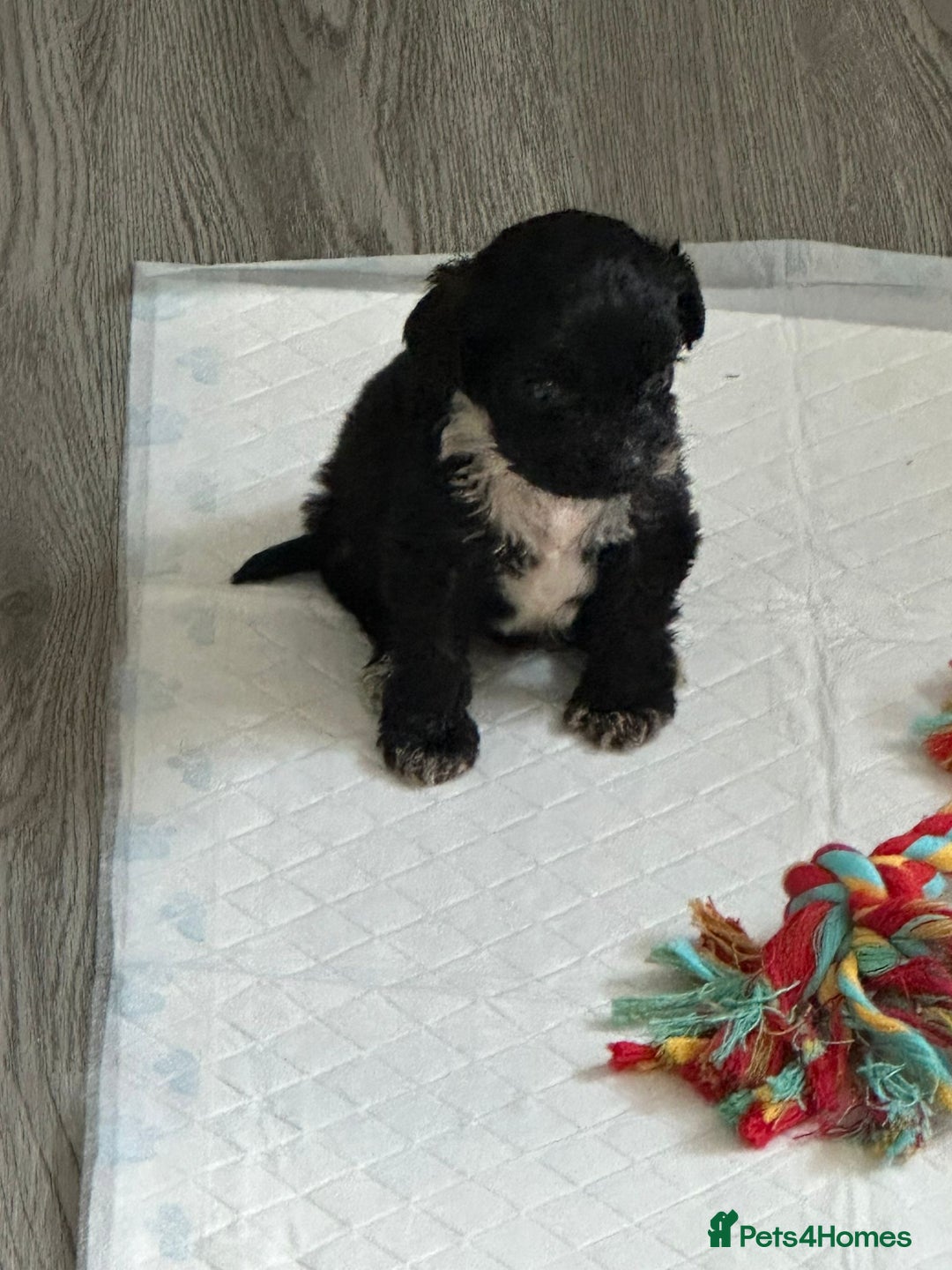 Cocker Spaniel dogs for sale: Cocker spaniel 2 male  - Image 2