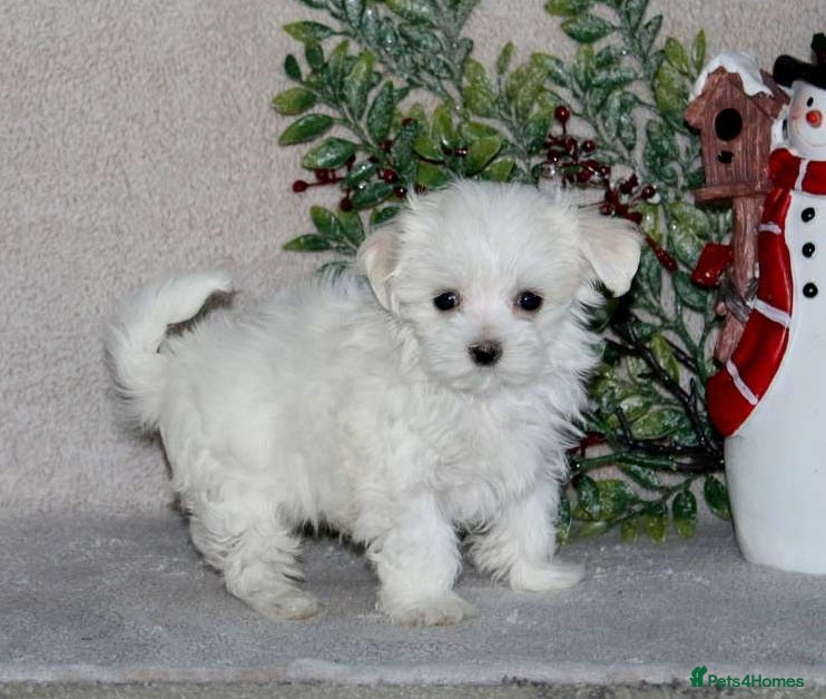 Maltese dogs beautiful maltese girl - Advert 3