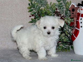 Maltese dogs beautiful maltese girl - Advert 3