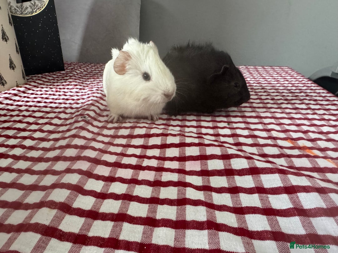 Guinea Pig rodents for sale: Beautiful Baby guinea pigs  - Advert 2