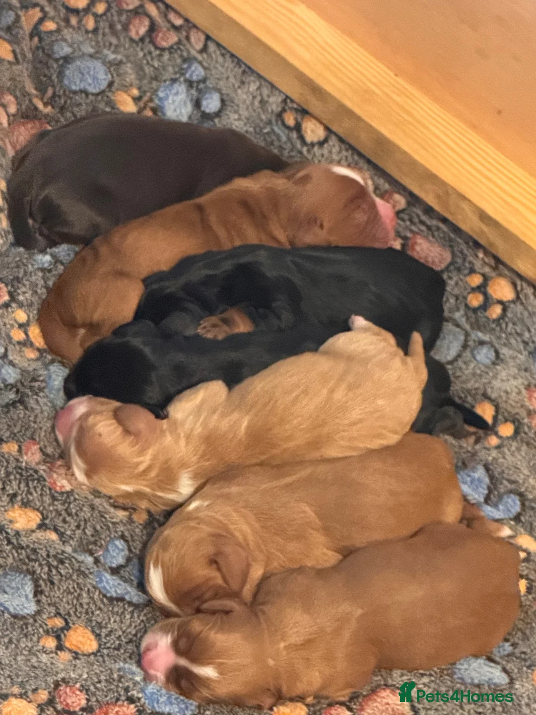Cocker Spaniel dogs for sale: Working cocker spaniel puppy’s  in Newcastle - Advert 2