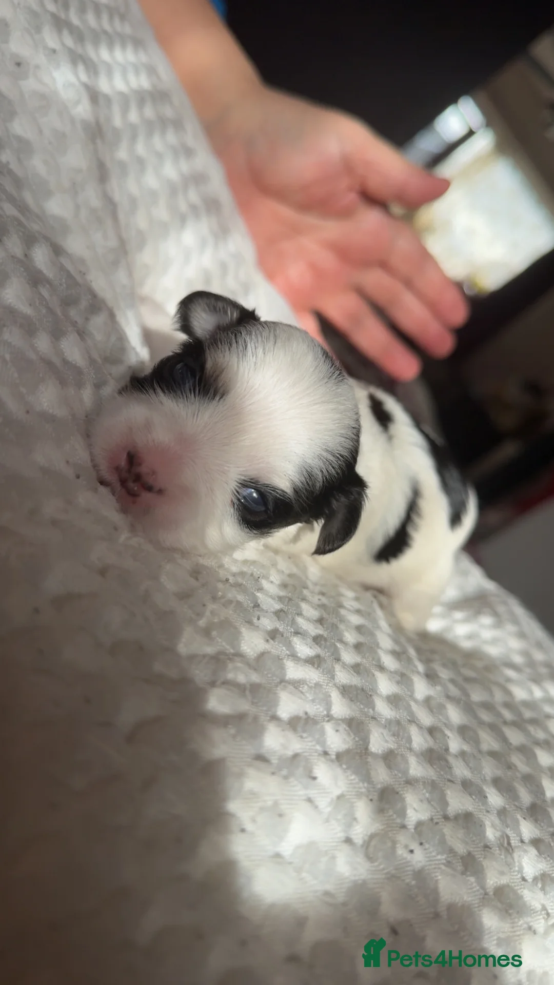 Morkie dogs for sale: Morkie Puppies - Advert 3