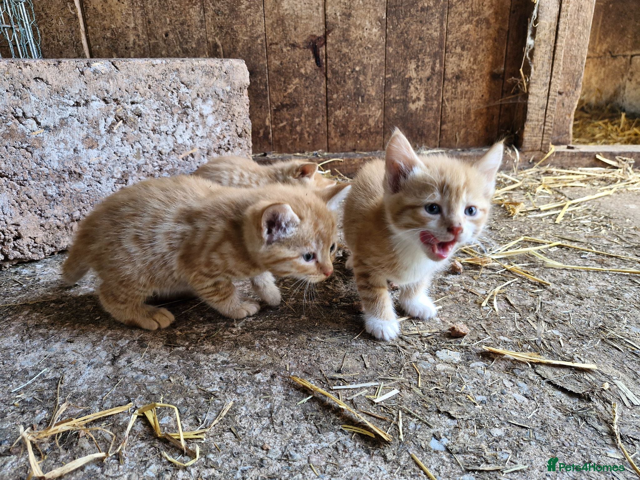 Mixed Breed cats Farm reared kittens  - Advert 1