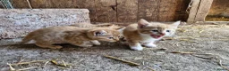 Mixed Breed cats for sale: Farm reared kittens  in Cullompton - Advert 1