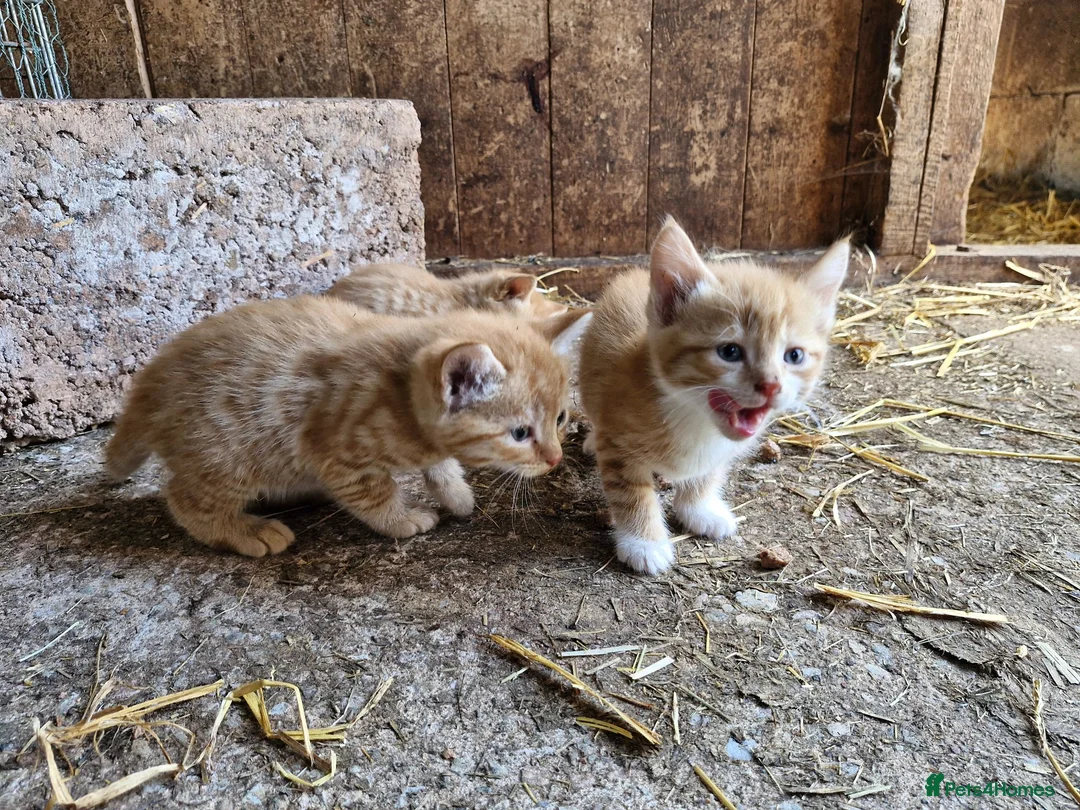 Mixed Breed cats for sale: Farm reared kittens  in Cullompton - Advert 1