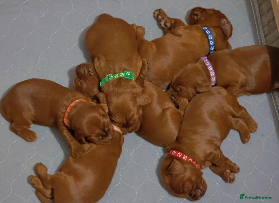 Cockapoo dogs Beautiful Cockapoo puppies for sale.  - Advert 4